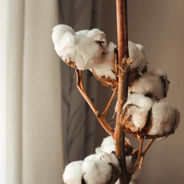 About Pima Cotton